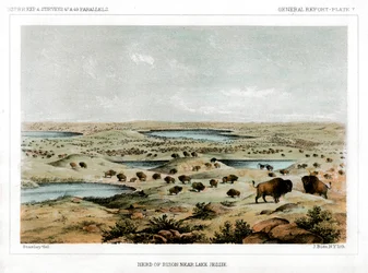 Branco di bisonti vicino al Lago Jessie, Dakota del Nord, USA, 1856