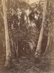 Paesaggio tropicale, foresta vicino a Turbo