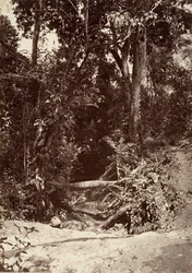 Paesaggio tropicale, Il ruscello El Bano, Chipigana, 1871