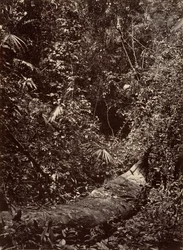 Scenari Tropicali, Foresta Tropicale, 1871
