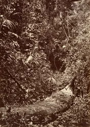 Scenari tropicali, foresta tropicale