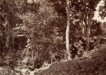 Scenari Tropicali, Vista Vicino a Chipigana, 1871