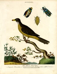 Buphaga africana e coleotteri gioiello