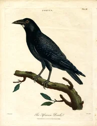 Corvo africano