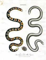 Amphisbaena: I serpenti Fuliginosa e Alba