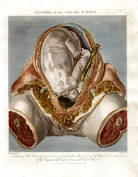 Anatomia dell