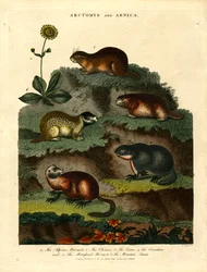 Arctomys e Arnica (Marmotte e Arnica)