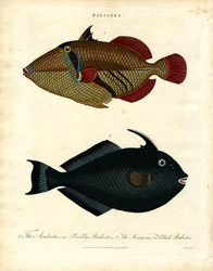 Baliste: Pesce balestra