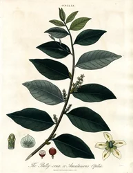 Opilia Bally-comb o Amentacea