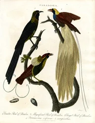 Uccelli del Paradiso (Paradisea)