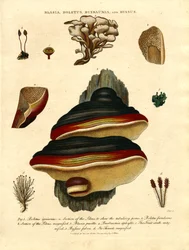 Blasia; Boletus; Buxbaumia; e Byssus