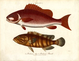 Bodianus - Due specie di pesce persico di mare