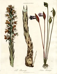 Specie di ginestra e arum