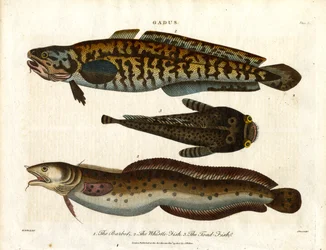 Bottatrice; pesce merlano e pesce rospo