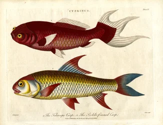 Specie di carpa (Cyprinus)