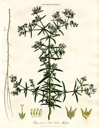 Radice di Chay o Madder dell