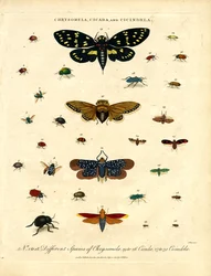 Chrysomela; Cicala e Cicindela