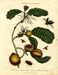 Duroia e coleotteri acquatici