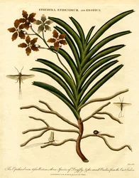 Epidendrum; Ephemera; e Erodius