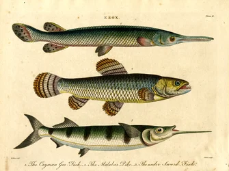 Esox: Specie di luccio e pesce spada