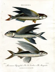 Exocoetus: Pesce volante