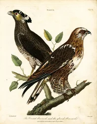Falco: Poiana crestata e Poiana guantata