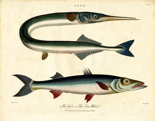 Aguglia e luccio di mare