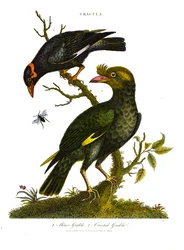 Gracula: Gracula minore e Gracula crestata