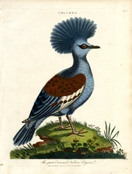 Piccione indiano coronato (Columba)