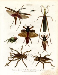 Gryllus: Specie curiose delle tre prime divisioni delle locuste