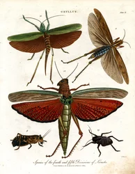 Gryllus: Specie della quarta e quinta divisione delle locuste