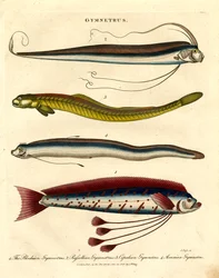 Specie Gymnetrus - Pesce nastro