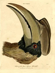 Testa del grande bucero africano