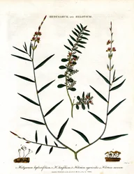 Hedysarum e Helotium