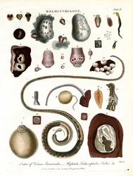 Elmintiologia; Piastra II - Ordine dei vermi intestinali