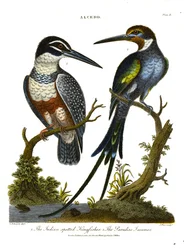 Martin pescatore (Alcedo): Martin pescatore indiano e Jacamar del Paradiso