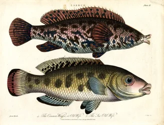 Labrus: Tordo comune e Tordo di mare