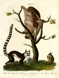 Lemuri: tre specie di proscimmie