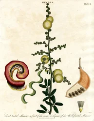 Mimosa - Mimosa dal gusto dolce