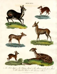 Moschus: Varie specie di cervo muschiato
