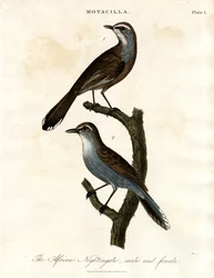 Motacilla - Usignolo africano