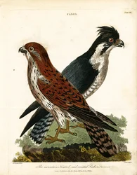 Gheppio di montagna e Falco pescatore crestato