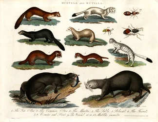 Mustela e Mutilla: illustrazione di vari Mustelidi e Insetti Mutilla