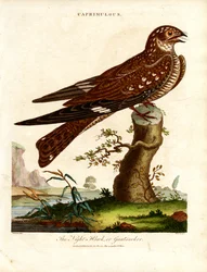 Succiacapre (Caprimulgus)