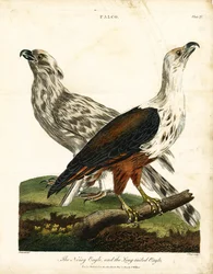 Aquila rumorosa e aquila dalla coda lunga