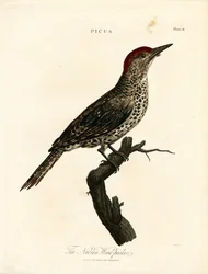Picchio nubiano (Picus)