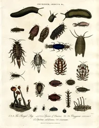 Onchidium; Oniscus e altri artropodi