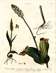 Specie di Ophrys con falena