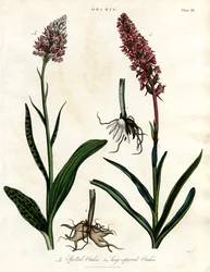 Orchidee: Orchidee a macchia e a pelo lungo