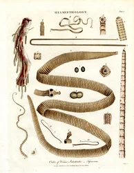 Ordine dei parassiti Intestinales - Tenie